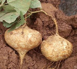土瓜怎么吃熟的,土瓜的多样熟食烹饪法探索