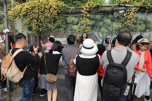 南京碑亭巷网红街图片,探寻古韵与现代交融的网红街风采