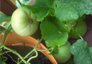 吃瓜模糊照片,揭秘娱乐圈的神秘一角