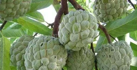 水果皇后茂名网红打卡,探寻“水果皇后”的魅力之旅