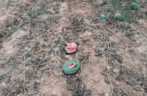 播放野猪吃瓜,瓜田里的美味盛宴