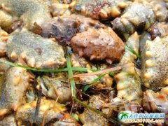 网红小耗,揭秘网络红人的崛起之路