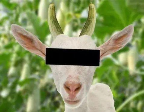 羊可以吃熟瓜吗