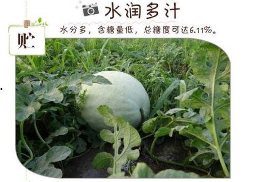 怀孕梦见吃三白瓜,揭秘梦见吃三白瓜的寓意