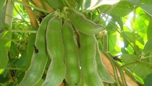 ally吃八月瓜,ally的八月瓜食用体验分享