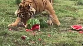 吵架老虎吃瓜,一场关于争吵的趣味解读